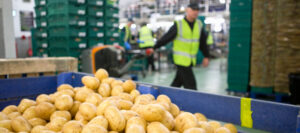 Machine operator potato bagging